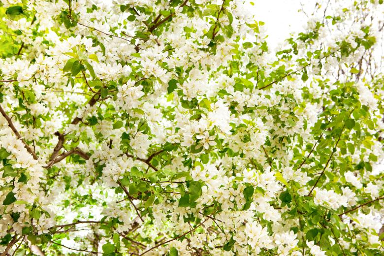 Free stock image of spring flowers created by 2happy