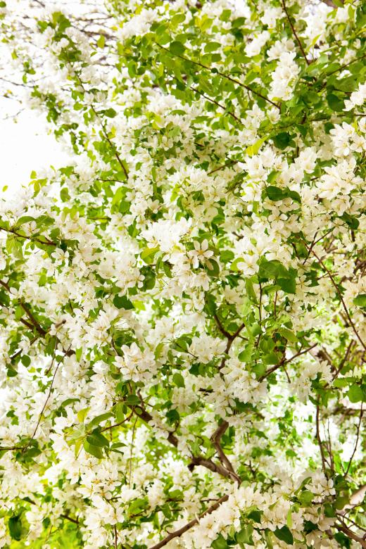 Free stock image of spring flowers created by 2happy