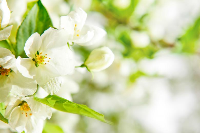 Free stock image of flowers created by 2happy