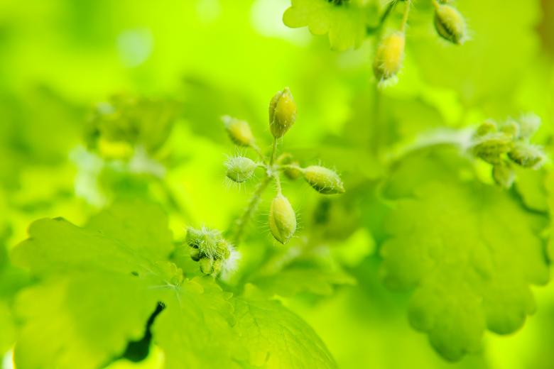 Free stock image of spring leaves created by 2happy