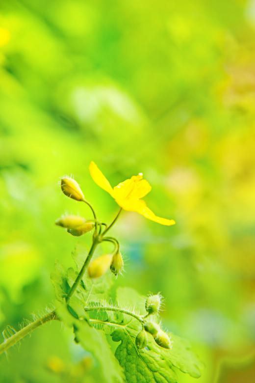 Free stock image of spring leaves created by 2happy