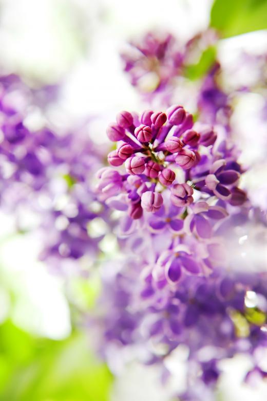 Free stock image of spring flowers created by 2happy