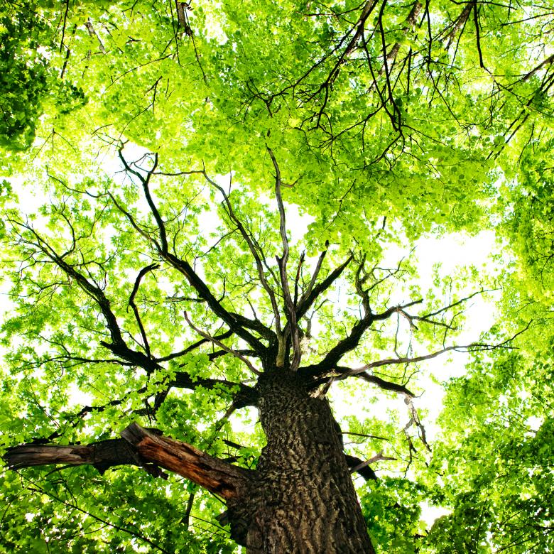 Free stock image of tree  created by 2happy
