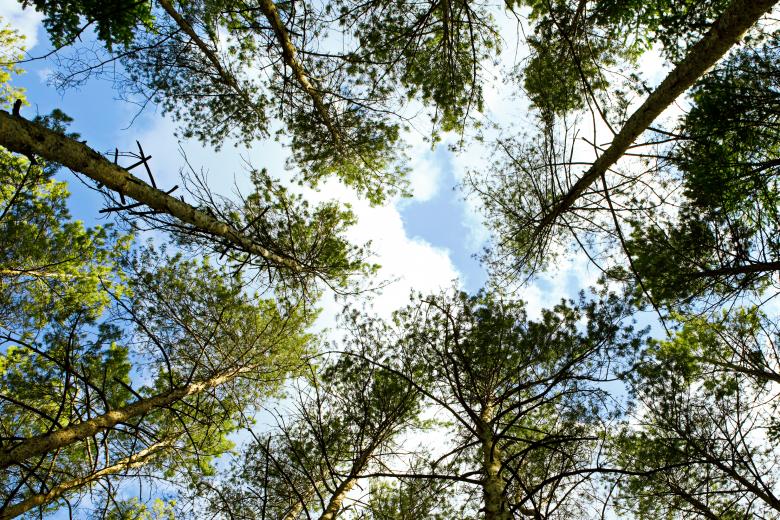 Free stock image of trees created by 2happy