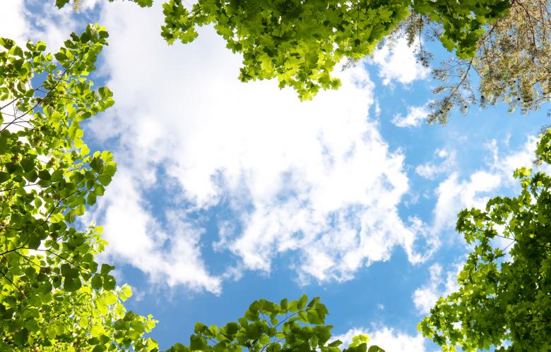 Free stock image of trees created by 2happy