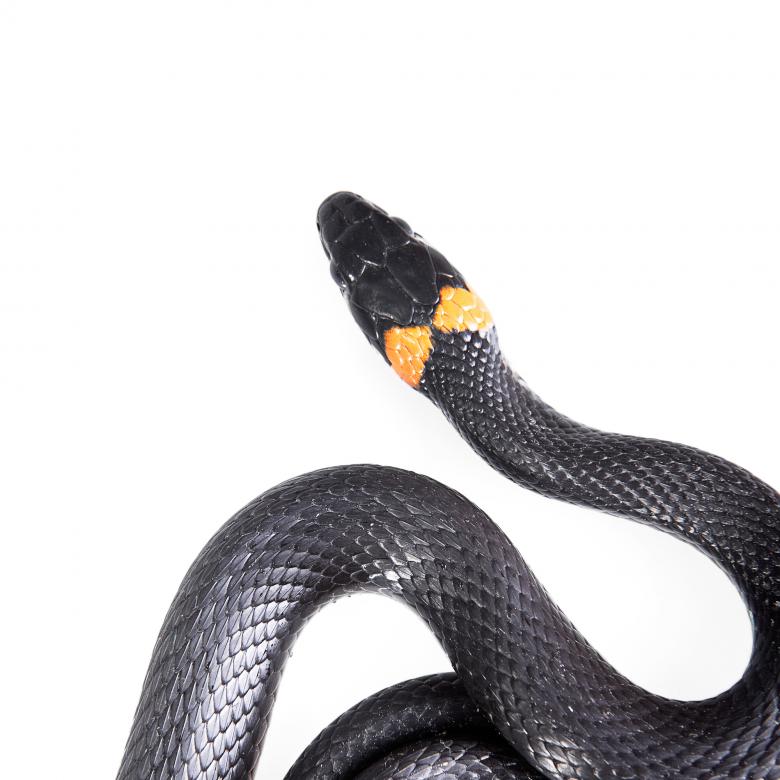 Free stock image of Black Snake created by 2happy