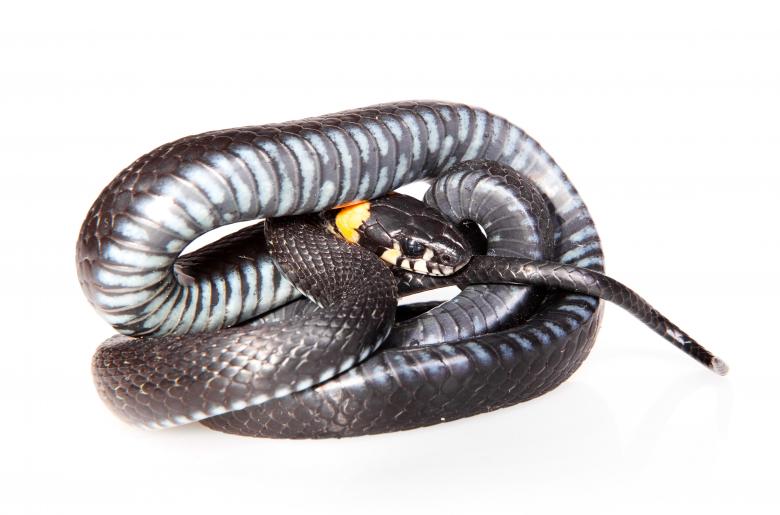 Free stock image of Black Snake created by 2happy
