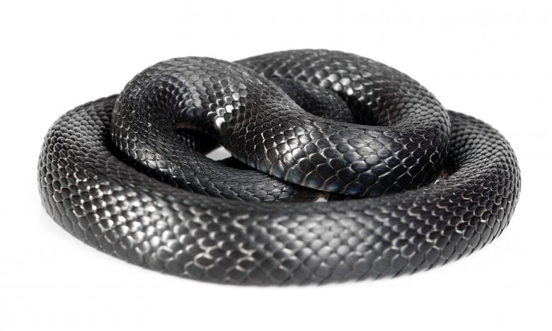 Free stock image of Black Snake created by 2happy