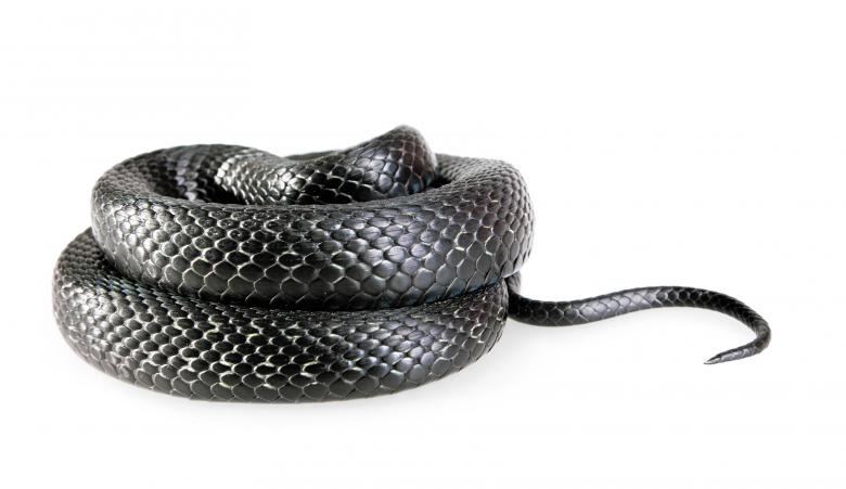 Free stock image of Black Snake created by 2happy
