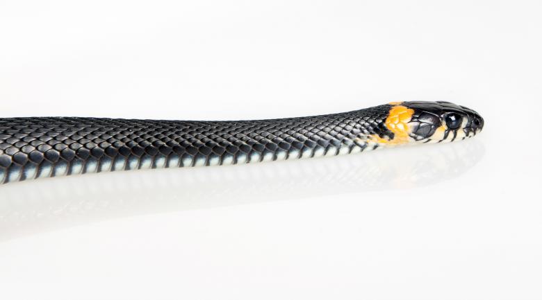 Free stock image of Black Snake created by 2happy