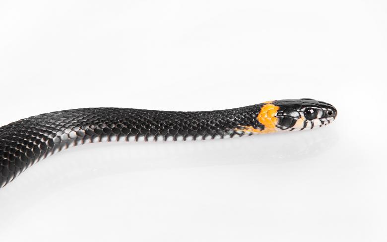 Free stock image of Black Snake created by 2happy