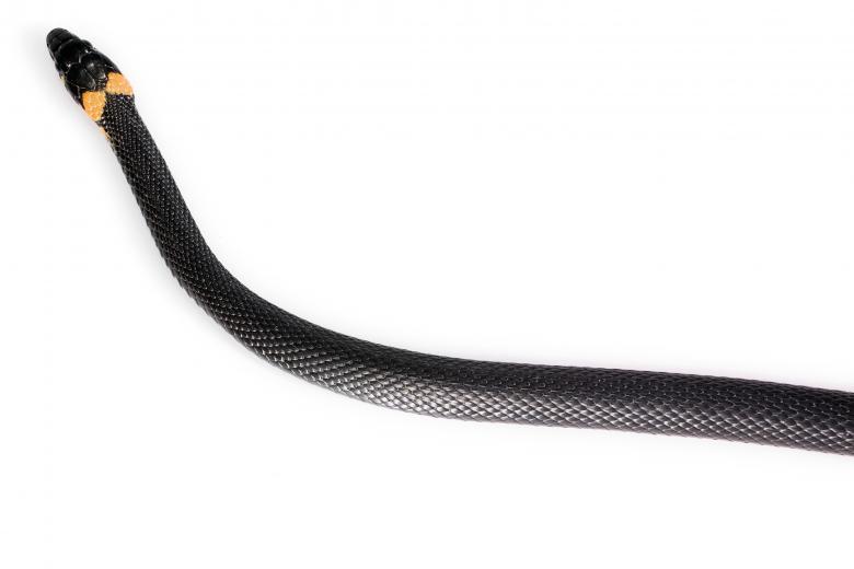 Free stock image of Black Snake created by 2happy