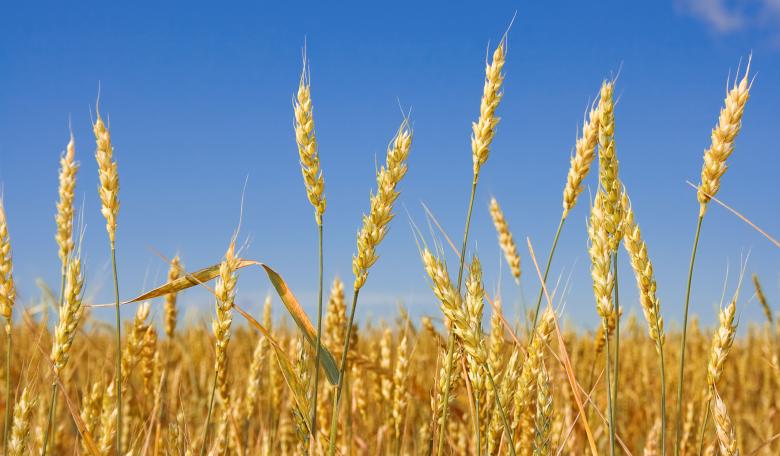 Free stock image of wheat created by 2happy