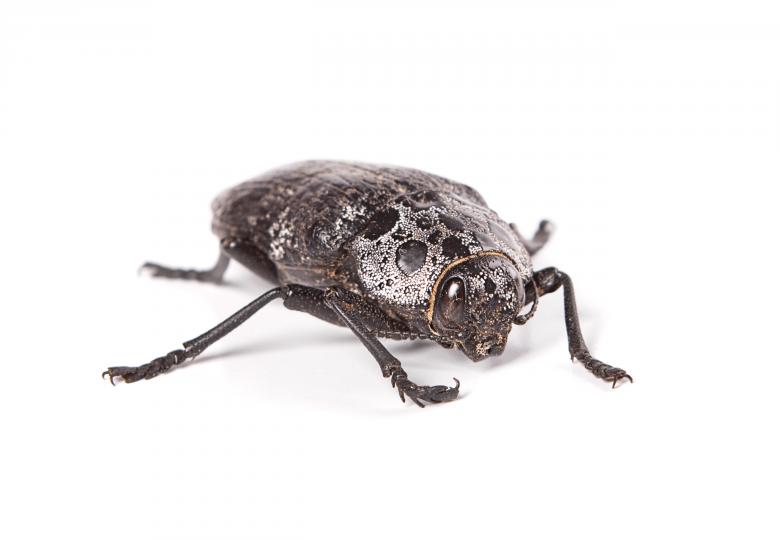 Free stock image of beetle created by 2happy
