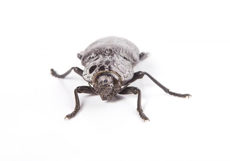 Free stock image of beetle created by 2happy