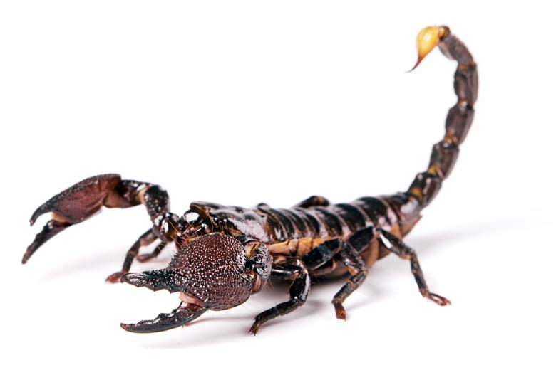 Free stock image of Scorpion created by 2happy