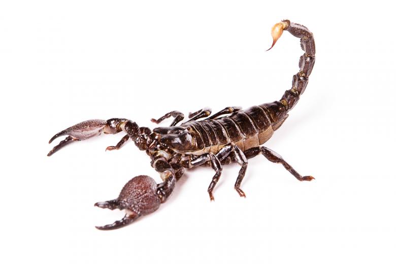 Free stock image of scorpion created by 2happy