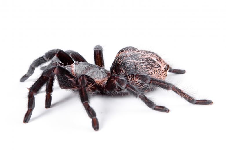 Free stock image of Large Tarantula Spider created by 2happy