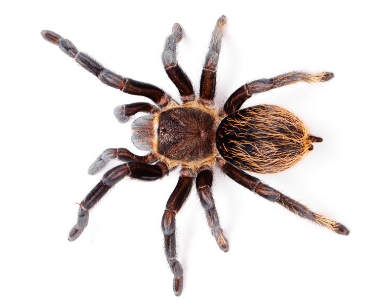 Free stock image of Tarantula Spider created by 2happy