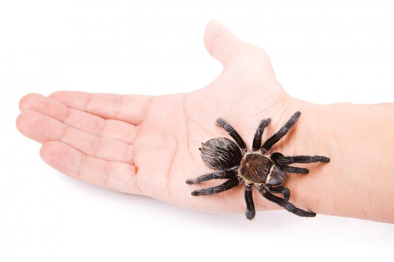 Free stock image of Tarantula on the Hand created by 2happy