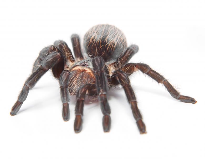 Free stock image of Tarantula created by 2happy