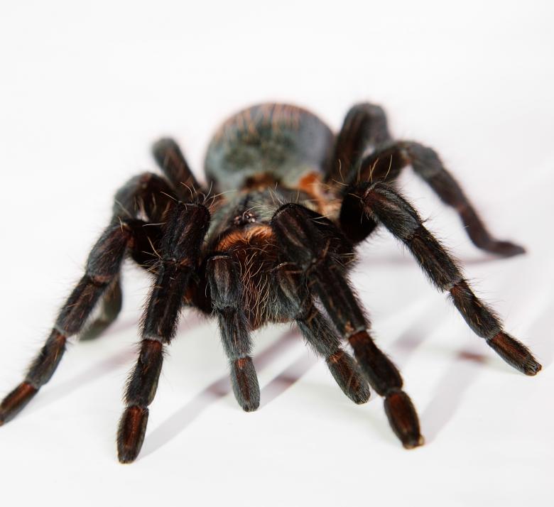 Free stock image of spider  created by 2happy