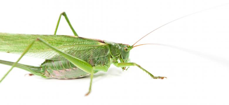 Free stock image of Grasshopper created by 2happy