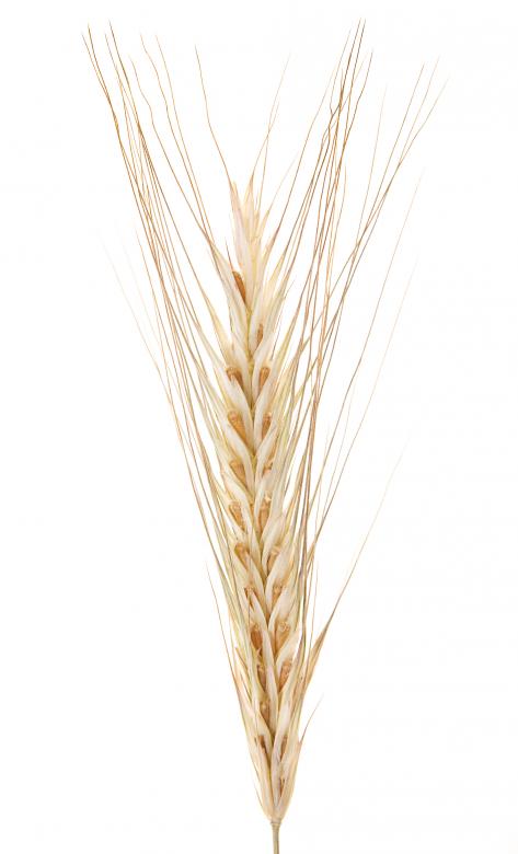 Free stock image of wheat created by 2happy