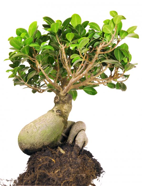 Free stock image of little tree created by 2happy