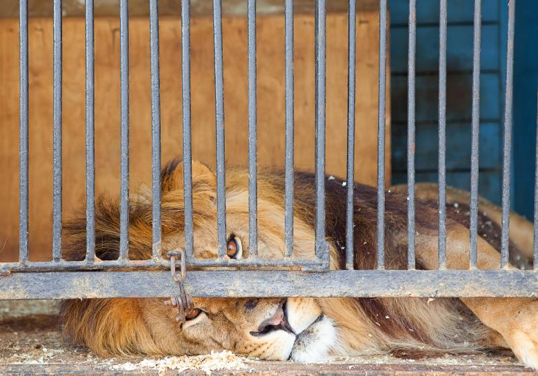 Free stock image of Caged King created by 2happy