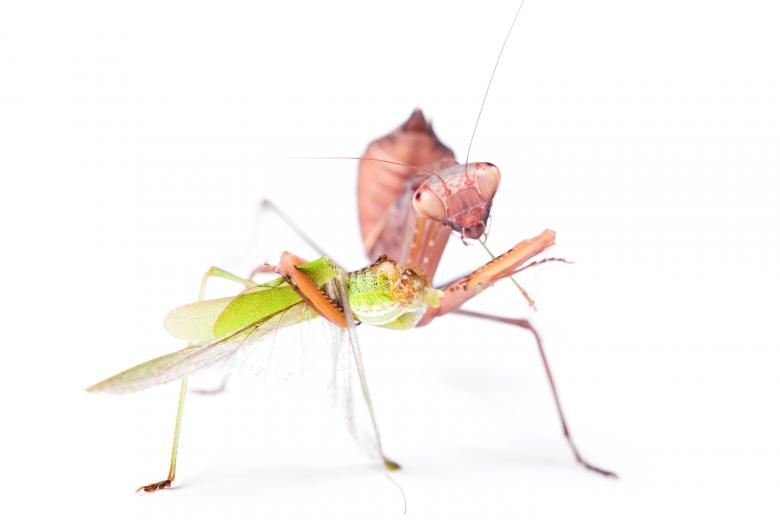 Free stock image of Praying Mantis created by 2happy