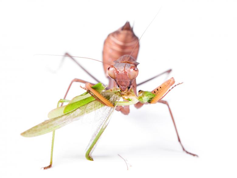 Free stock image of Praying Mantis created by 2happy