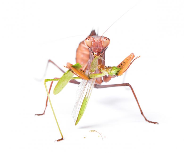 Free stock image of Praying Mantis created by 2happy