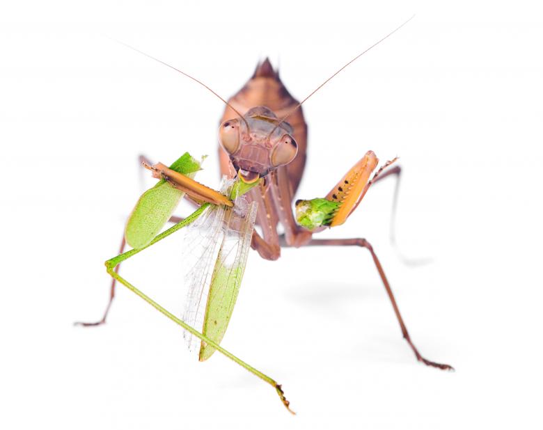 Free stock image of Praying Mantis created by 2happy