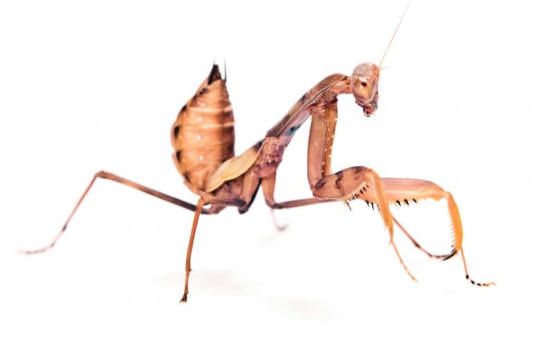 Free stock image of Praying Mantis created by 2happy