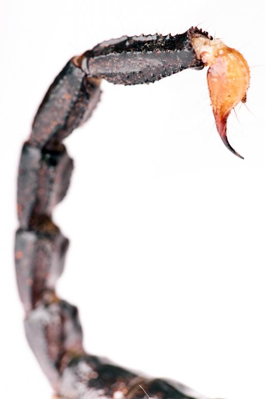 Free stock image of Scorpion tail created by 2happy