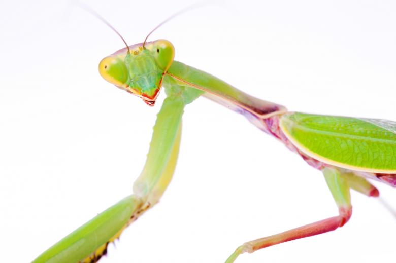 Free stock image of Praying Mantis created by 2happy