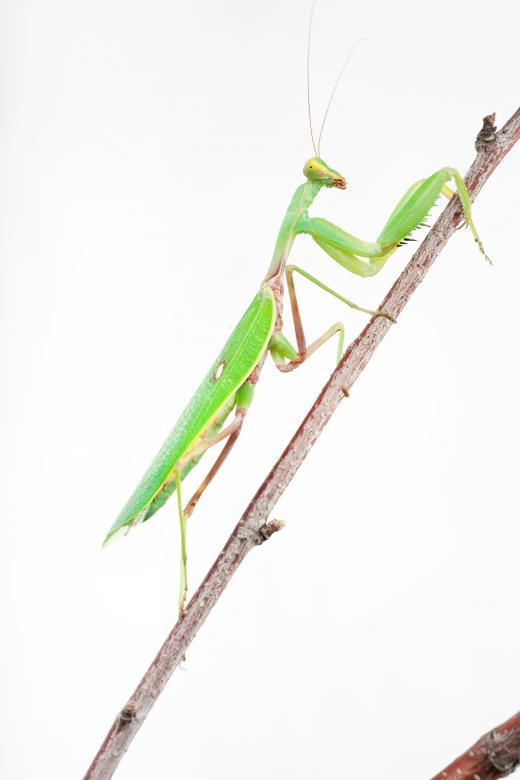 Free stock image of Praying Mantis created by 2happy
