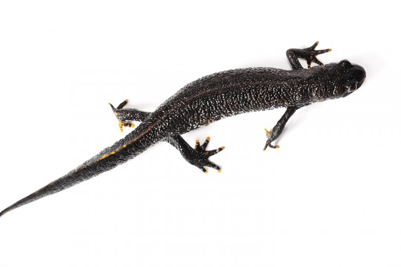 Free stock image of Salamandra on White created by 2happy