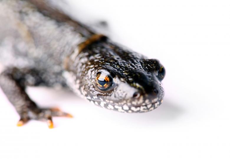 Free stock image of Salamander Close Up created by 2happy