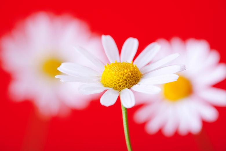 Free stock image of chamomile  created by 2happy