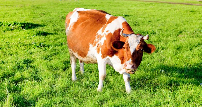 Free stock image of Grazing Cow created by 2happy