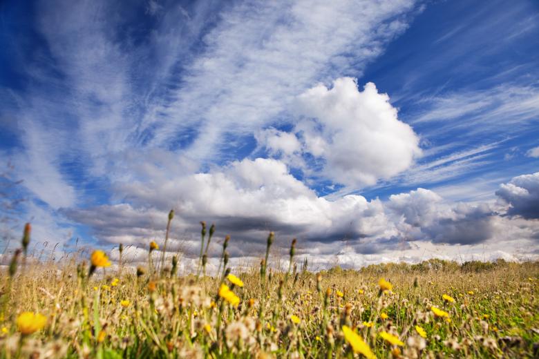 Free stock image of dandelion field created by 2happy