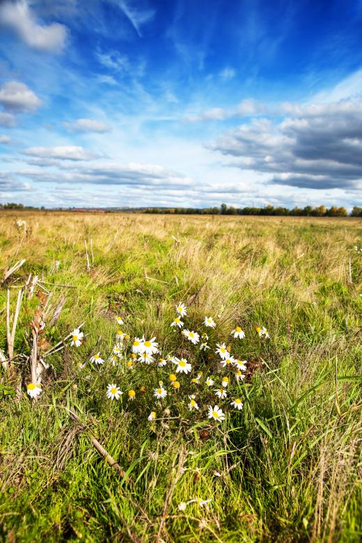 Free stock image of flower field created by 2happy