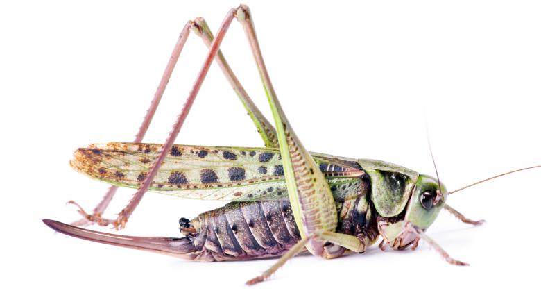 Free stock image of grasshopper created by 2happy