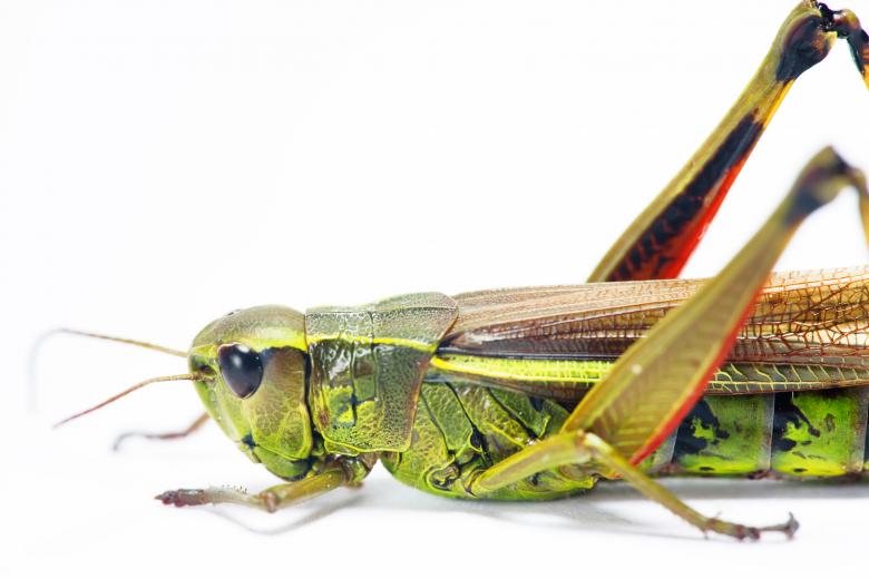 Free stock image of Grasshopper  created by 2happy