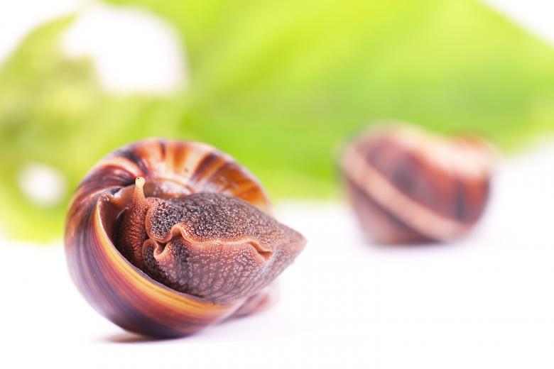 Free stock image of snail  created by 2happy