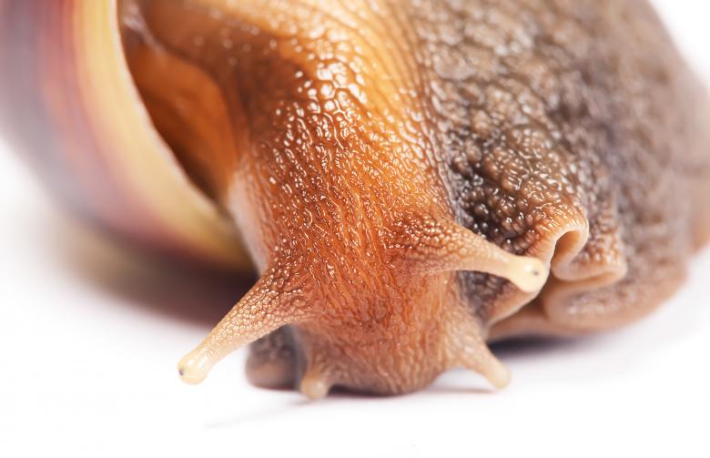 Free stock image of snail  created by 2happy