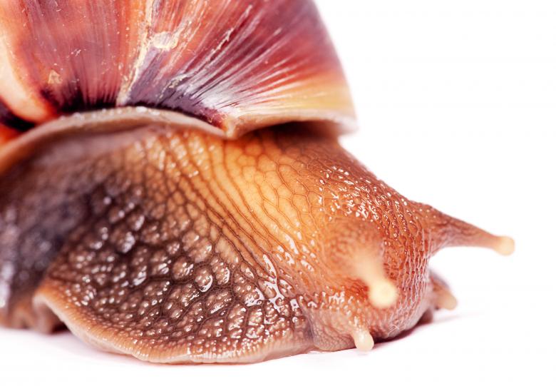 Free stock image of snail  created by 2happy