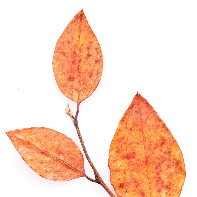 Free stock image of autumn leaf created by 2happy